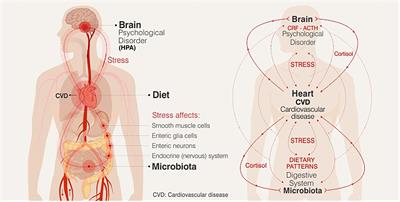 Stress, Dietary Patterns and Cardiovascular Disease: A Mini-Review